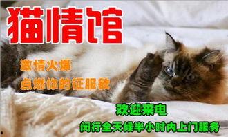 新手训猫小爆料视频在线观看,揭秘视频中的实用技巧与温馨瞬间 第2张 新手训猫小爆料视频在线观看,揭秘视频中的实用技巧与温馨瞬间 第2张