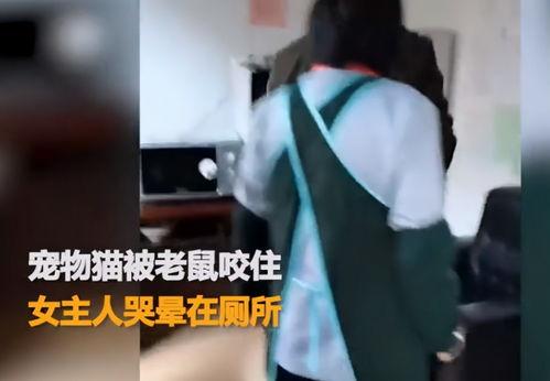 最新爆料老鼠视频大全播放,最新老鼠视频大全,触目惊心瞬间曝光! 第2张 最新爆料老鼠视频大全播放,最新老鼠视频大全,触目惊心瞬间曝光! 第2张