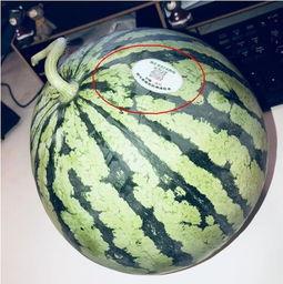 网红吃瓜主,揭秘娱乐圈幕后真相,带你领略明星生活 第2张 网红吃瓜主,揭秘娱乐圈幕后真相,带你领略明星生活 第2张