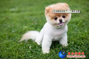 超萌狗狗爆料视频下载,萌宠日常大揭秘 第3张 超萌狗狗爆料视频下载,萌宠日常大揭秘 第3张