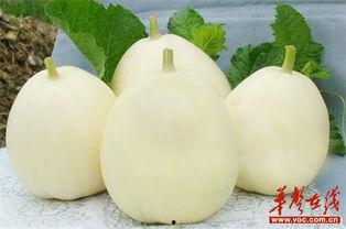 甜瓜乐园最新爆料9.0,全新升级，乐享无限惊喜