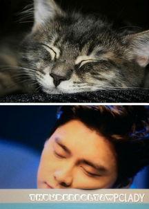娱乐圈吃瓜猫是谁啊,揭秘神秘“吃瓜猫”的真实身份 第3张 娱乐圈吃瓜猫是谁啊,揭秘神秘“吃瓜猫”的真实身份 第3张