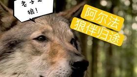狼王事件爆料视频,揭秘背后惊人真相，视频爆料引发全网热议
