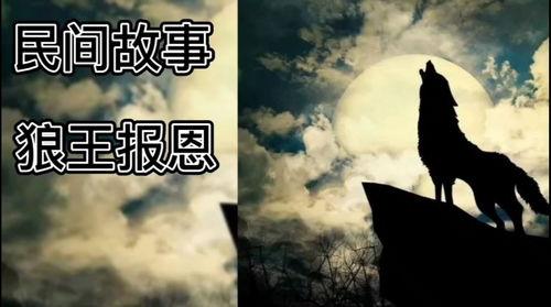 狼王事件爆料视频,揭秘背后惊人真相，视频爆料引发全网热议  第3张