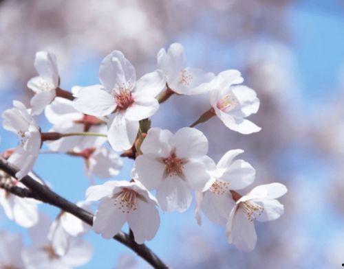 爆料樱花女生视频下载,揭秘校园青春风采