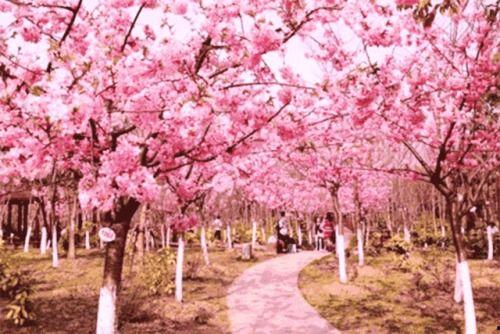 爆料樱花女生视频下载,揭秘校园青春风采 第2张 爆料樱花女生视频下载,揭秘校园青春风采 第2张