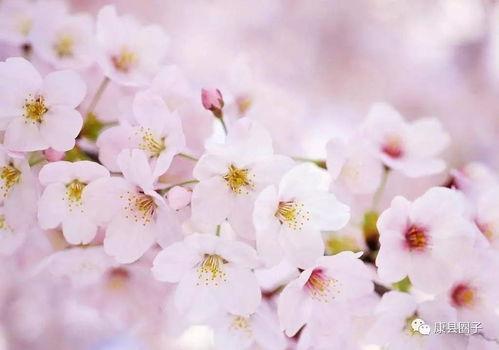 爆料樱花女生视频下载,揭秘校园青春风采 第3张 爆料樱花女生视频下载,揭秘校园青春风采 第3张