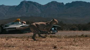 猎豹 在线观看  第2张