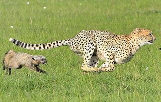 猎豹 在线观看  第3张