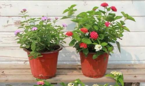 丰金自选餐厅最新爆料视频,独家揭秘后厨秘密与美食传奇  第3张