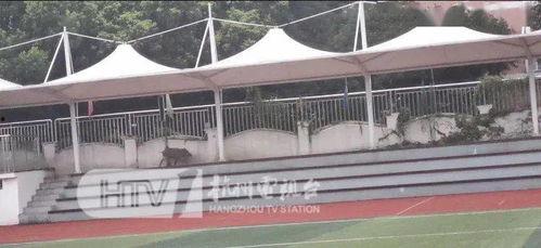 杭州野猪最新爆料一头,神秘生物现身，揭秘野猪世界！