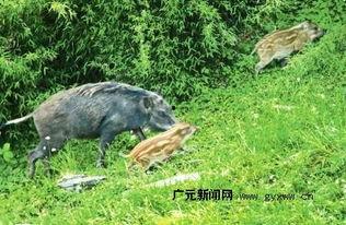 杭州野猪最新爆料一头,神秘生物现身，揭秘野猪世界！  第2张