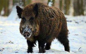 杭州野猪最新爆料一头,神秘生物现身，揭秘野猪世界！  第3张