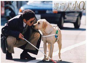 吃瓜娱乐赵小瞒导盲犬,吃瓜娱乐中的温暖瞬间  第2张