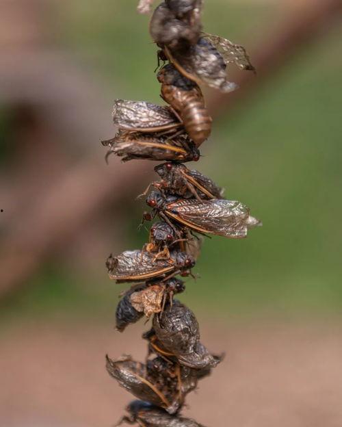 穿越朝堂成吃瓜网红,变身吃瓜网红，揭秘宫廷秘闻！  第3张