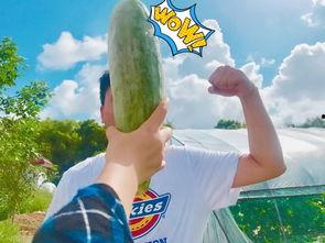 网红吃瓜免费群,揭秘娱乐圈幕后真相  第3张